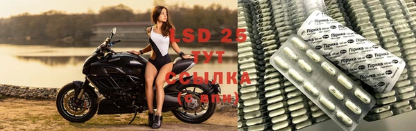 ГАЛЛЮЦИНОГЕННЫЕ ГРИБЫ Верея
